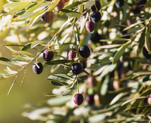 L’Olivier : Un Patrimoine National et Un Pilier de Développement Durable au Maroc