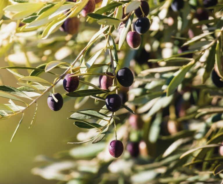 L’Olivier : Un Patrimoine National et Un Pilier de Développement Durable au Maroc
