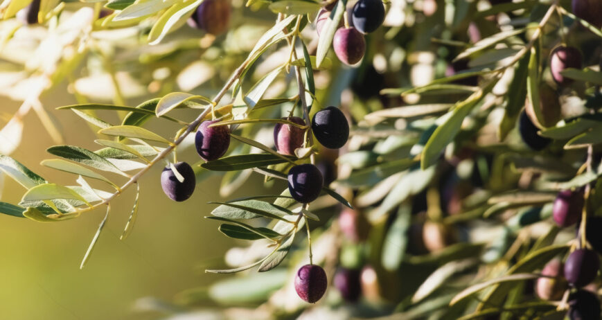 L’Olivier : Un Patrimoine National et Un Pilier de Développement Durable au Maroc